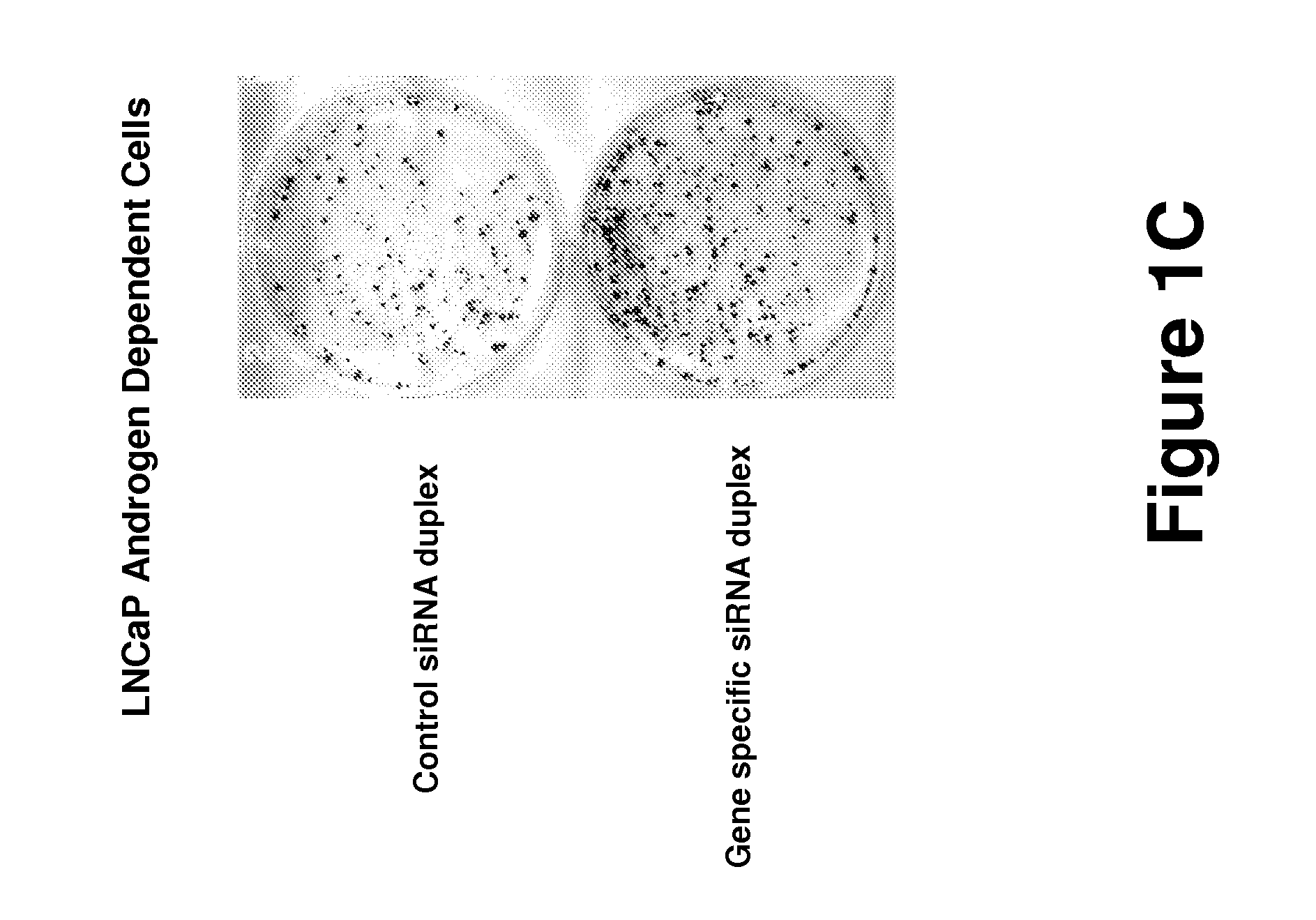 Methods to determine androgen responses in prostate cells