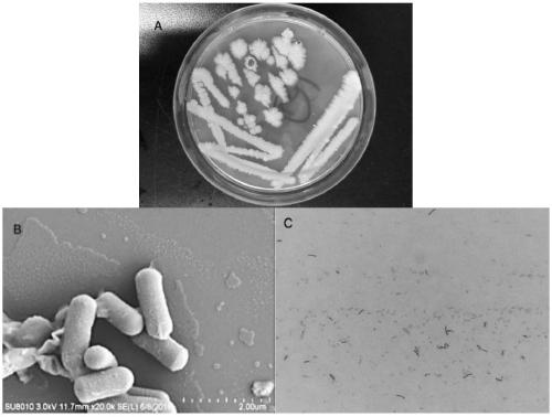 B. vallismortis HSB-2 and application thereof