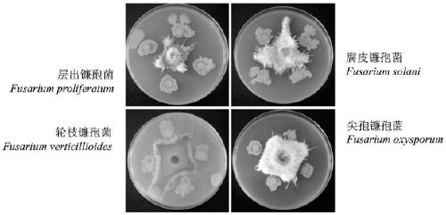 B. vallismortis HSB-2 and application thereof