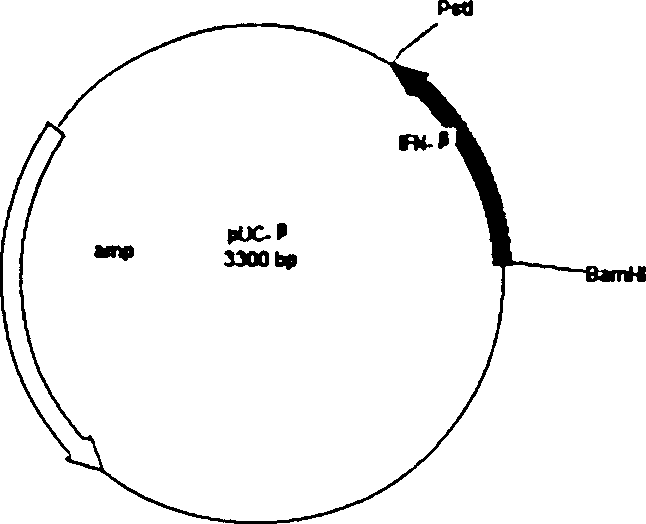 Method for preparing medicine using silkworm expressed human beta interferon