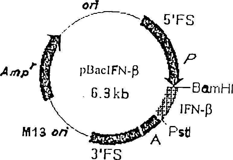 Method for preparing medicine using silkworm expressed human beta interferon