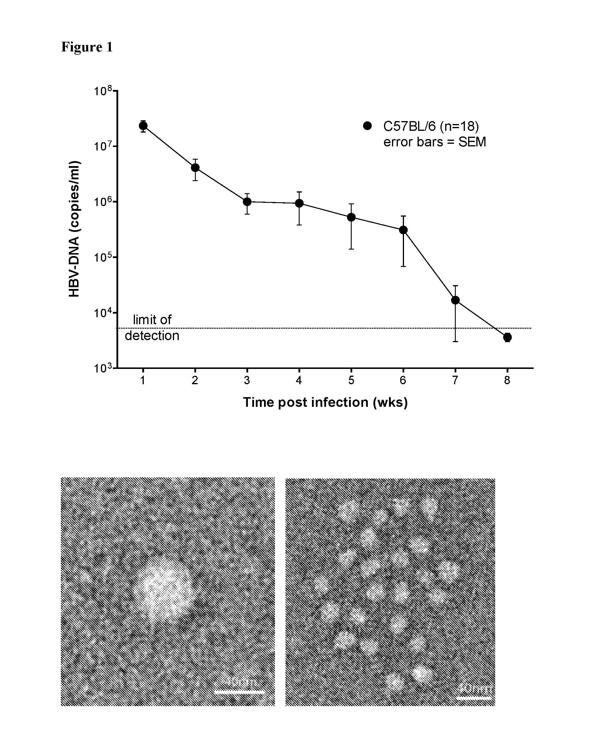 Method of Treating Intracellular Infection