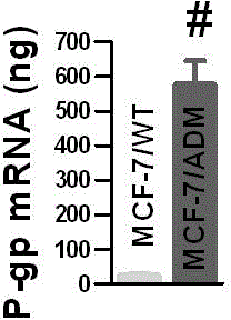 Application of transcription factor NFATC3 as drug target in reversing multidrug resistance of tumor