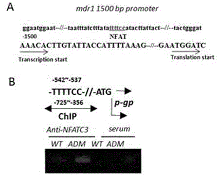 Application of transcription factor NFATC3 as drug target in reversing multidrug resistance of tumor