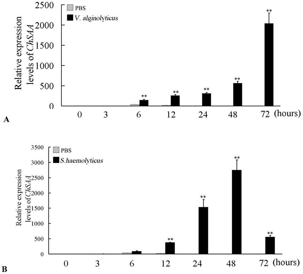 A kind of serum amyloid A and its coding gene and application