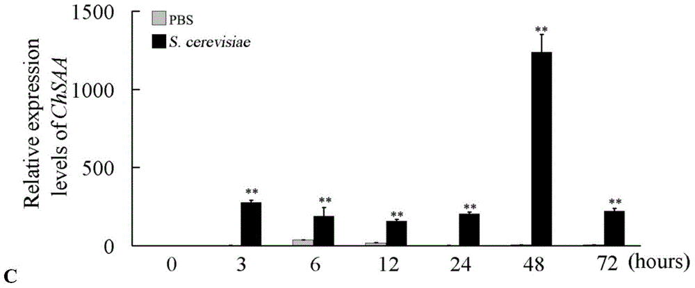 A kind of serum amyloid A and its coding gene and application