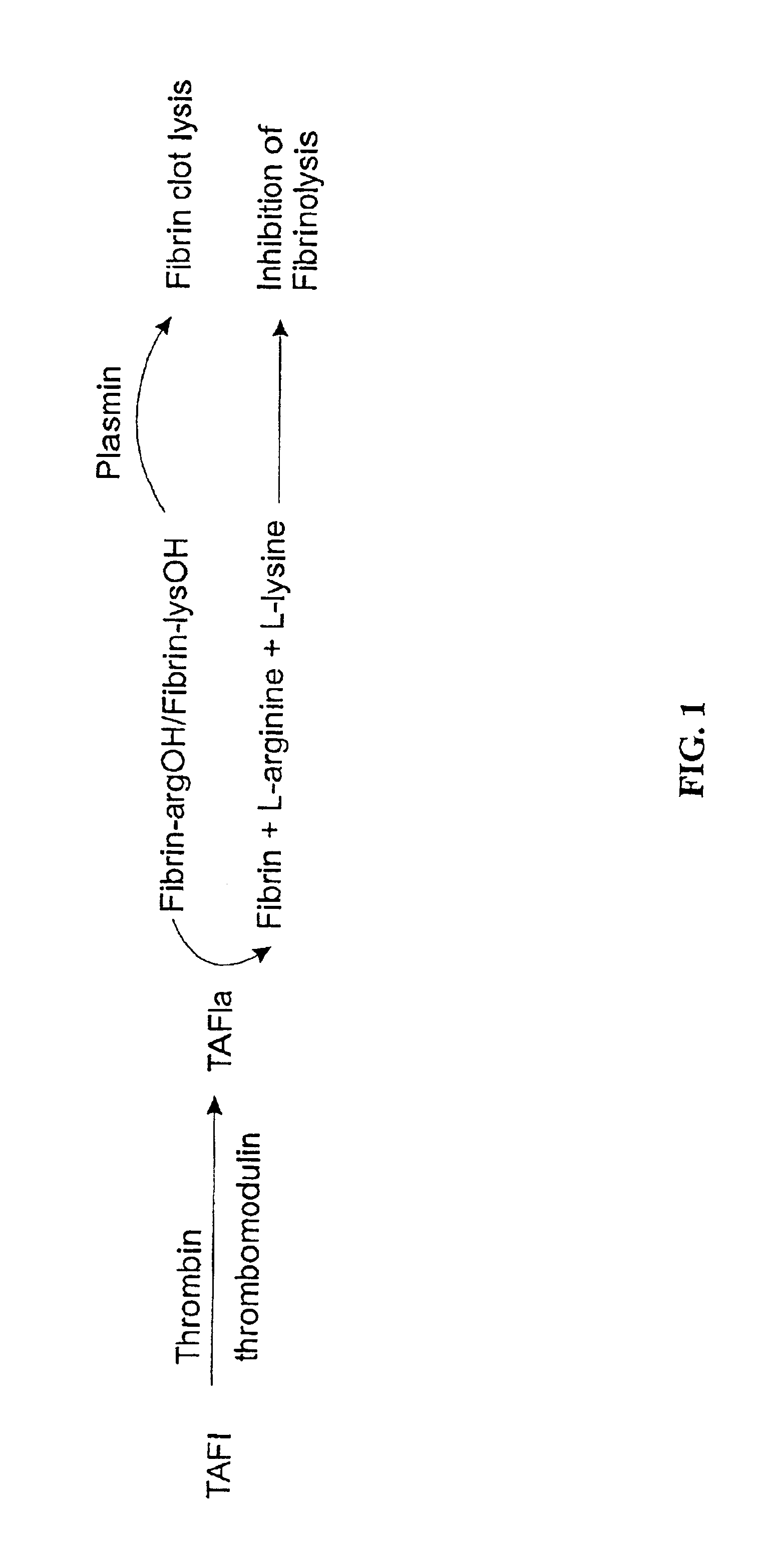 Method of preparation of stabilized thrombin-activatable fibrinolysis inhibitor (TAFI) and methods of use thereof