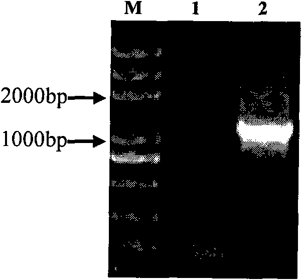 Promoter specifically-expressed in rice embryo and application thereof