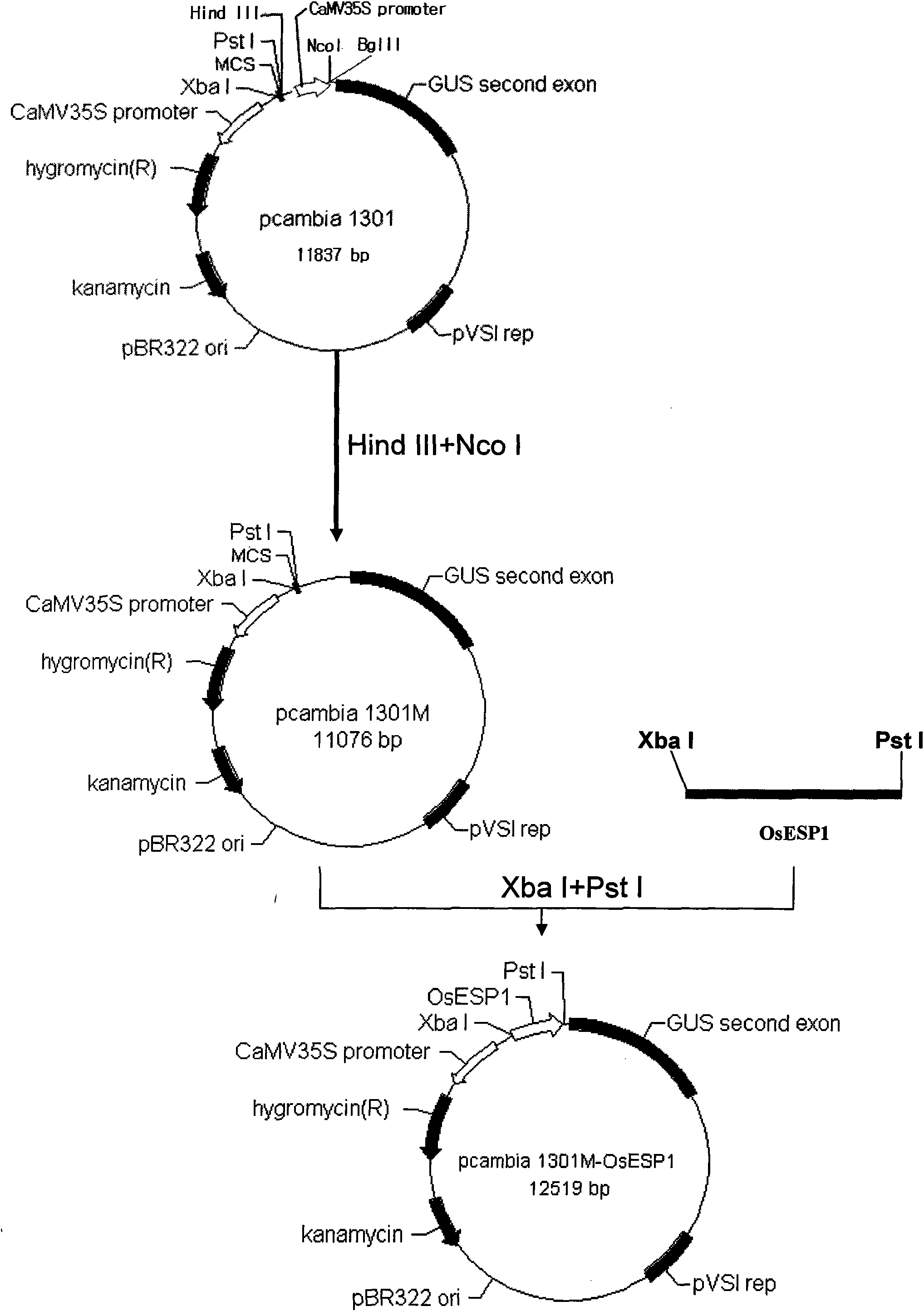 Promoter specifically-expressed in rice embryo and application thereof