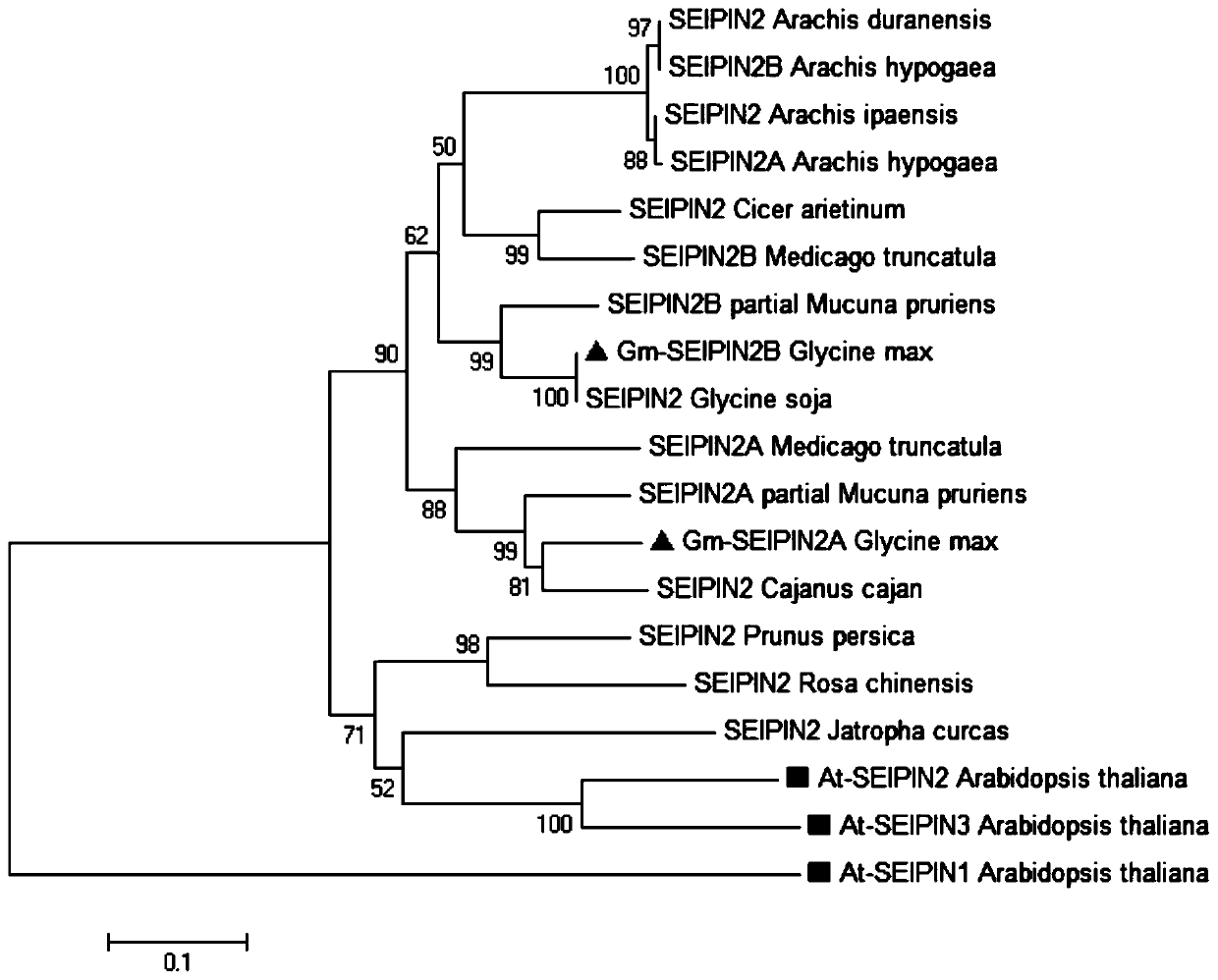 Soybean Gm-SEIPIN2 family gene and application thereof in improving oil content of plant seeds