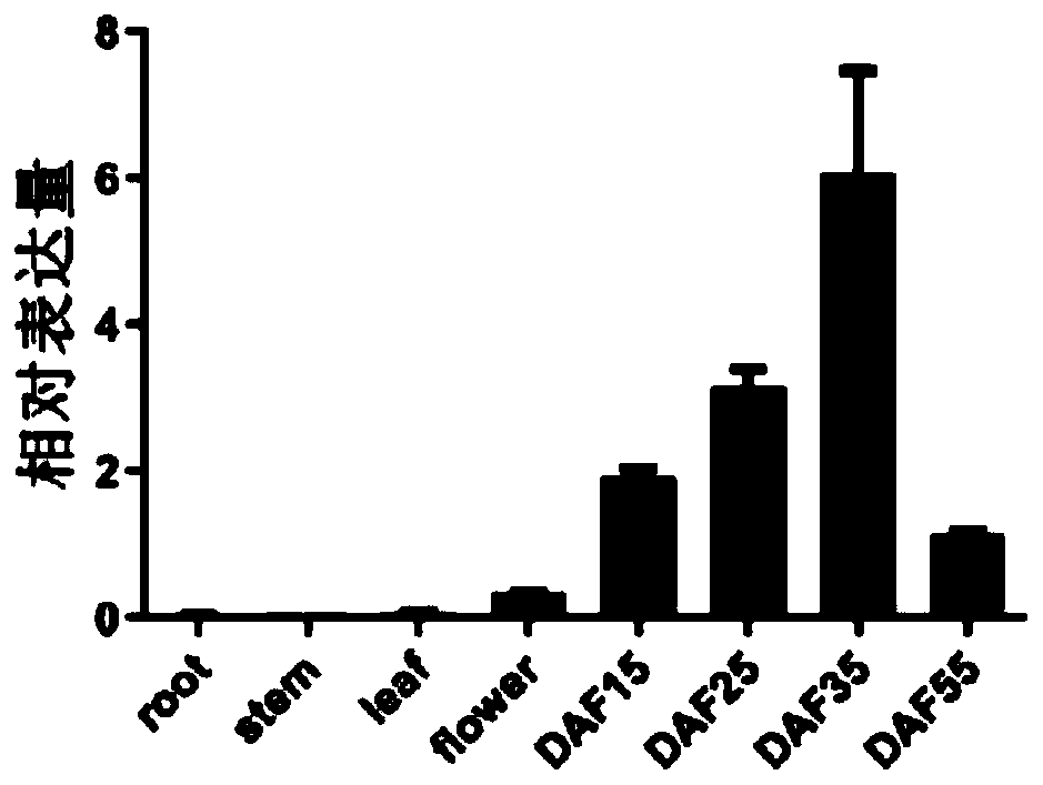 Soybean Gm-SEIPIN2 family gene and application thereof in improving oil content of plant seeds