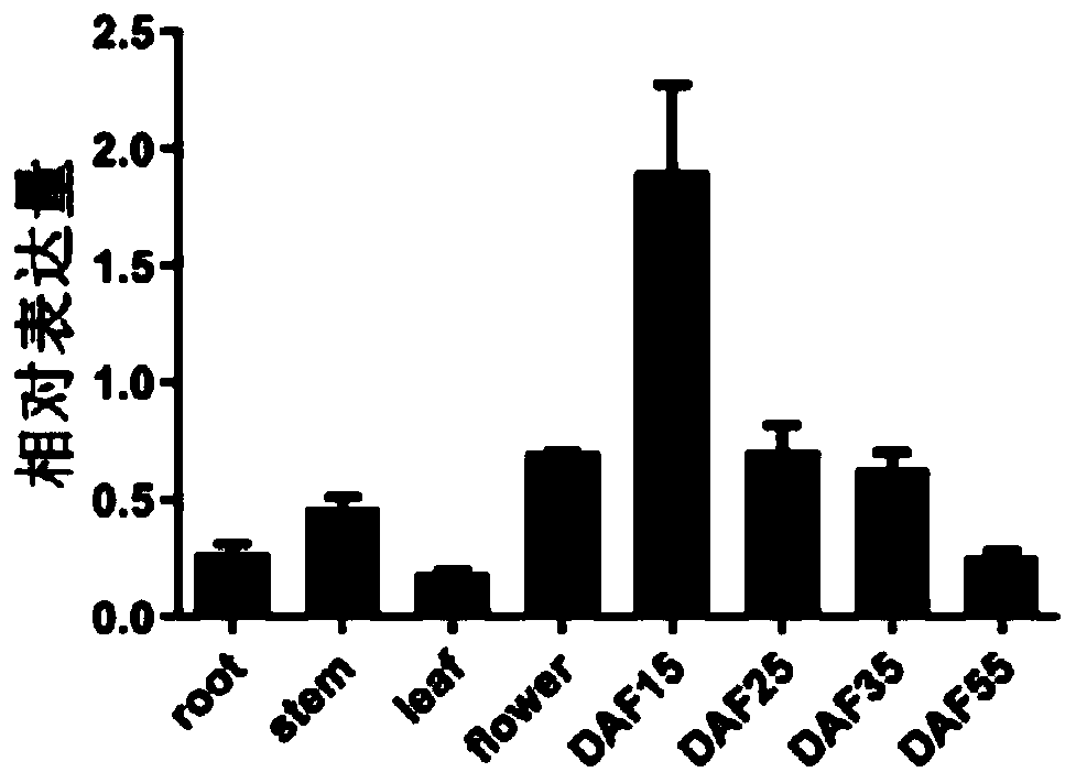 Soybean Gm-SEIPIN2 family gene and application thereof in improving oil content of plant seeds