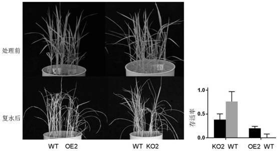 Rice gene OsHsp40 and application thereof in preparation of transgenic plant with abiotic stress resistance