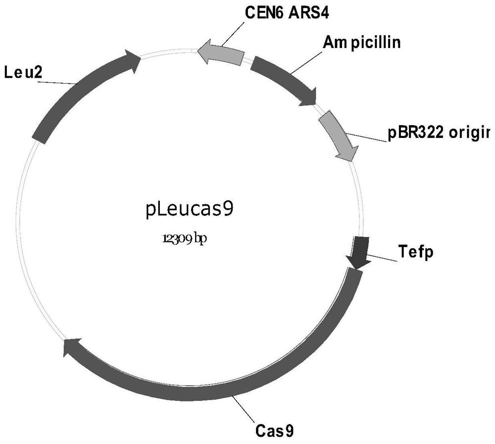 An Efficient Yeast Chromosome Fusion Method