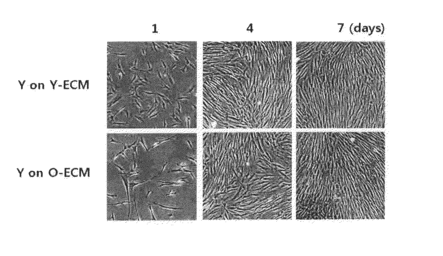 Senescence control composition containing extracellular matrix components, and senescence control method for senescent cells using same