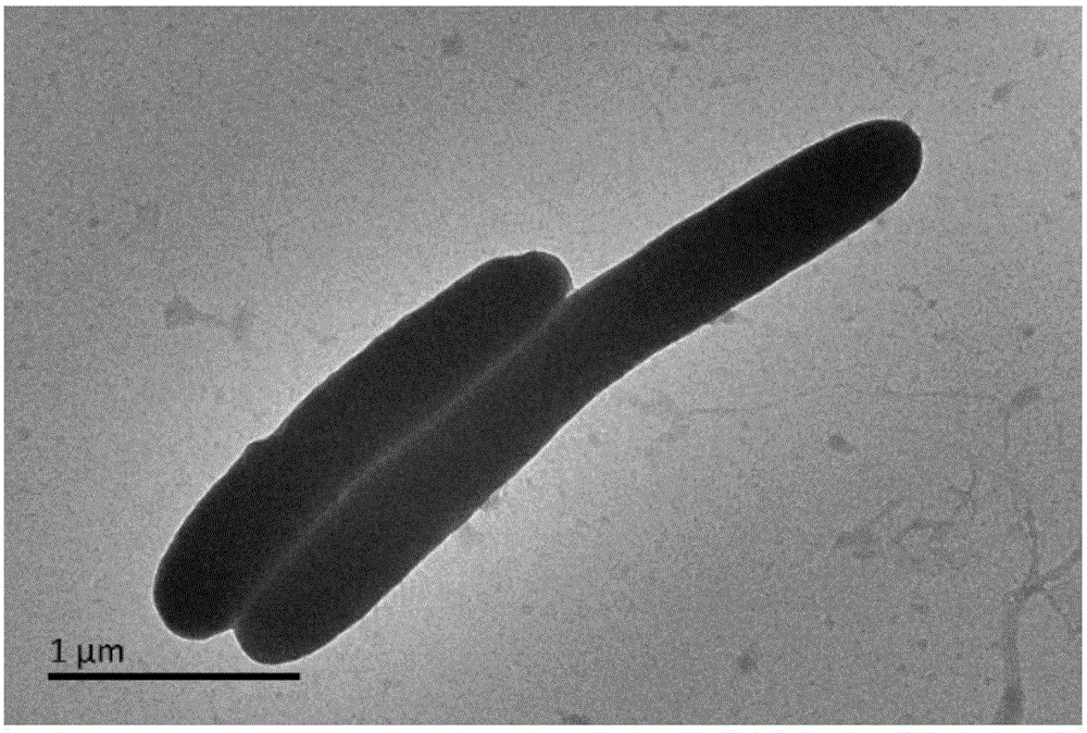 Heterotrophic nitrification-aerobic denitrification high temperature resisting strain for producing floc, and application thereof