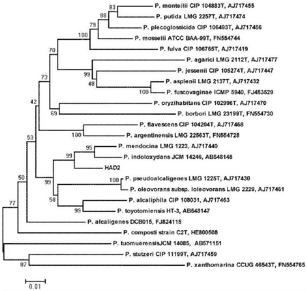 Heterotrophic nitrification-aerobic denitrification high temperature resisting strain for producing floc, and application thereof