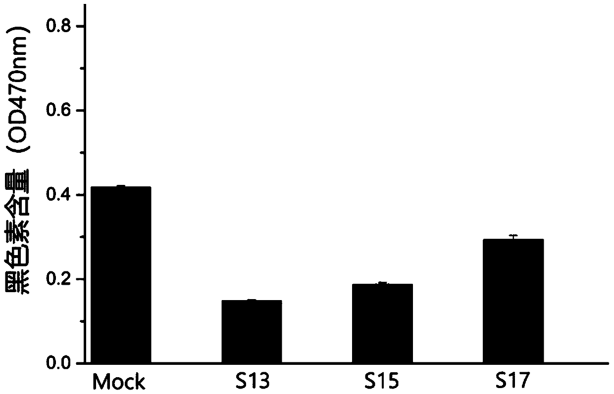 Lactuca sativa extract capable of inhibiting synthesis of melanin and integrated cultivation method of lactuca sativa