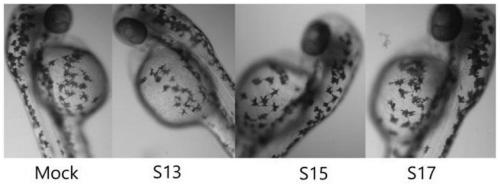 Lactuca sativa extract capable of inhibiting synthesis of melanin and integrated cultivation method of lactuca sativa