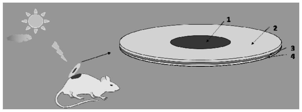 Preparation and application of efficient hemostatic and antibacterial multifunctional material