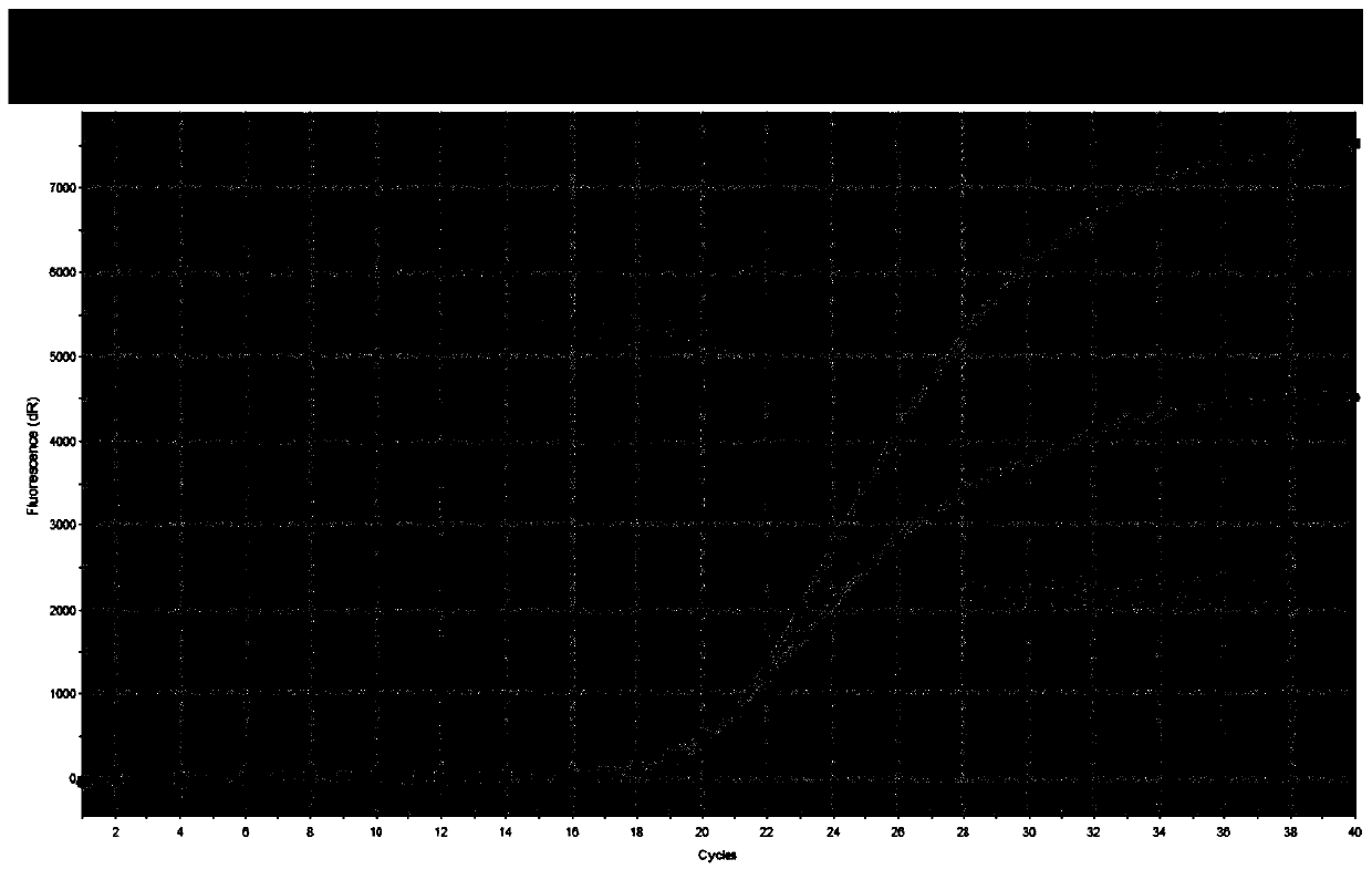 Primer and probe set for detecting helicobacter pylori drug-resistant mutation sites and application thereof