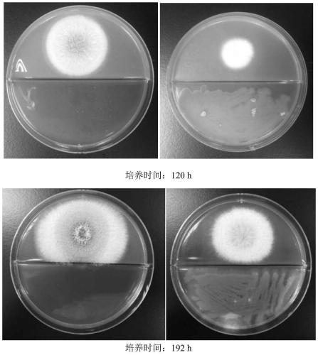 A kind of mildew-resistant bacillus strain and its application in grain storage