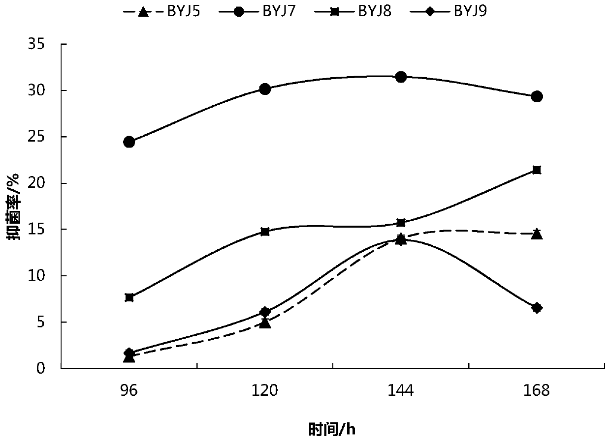 A kind of mildew-resistant bacillus strain and its application in grain storage