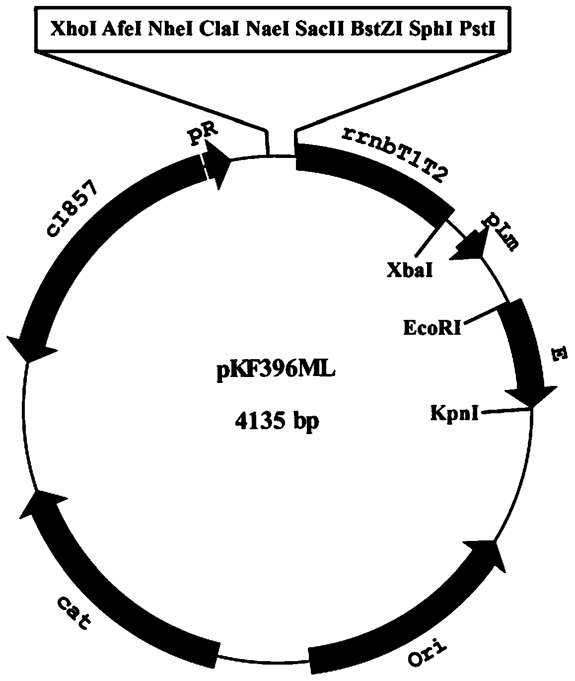 A thermally stable temperature-controlled pyrolysis system based on λci857/pl and its construction method and application