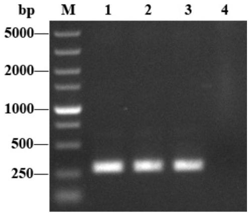 A thermally stable temperature-controlled pyrolysis system based on λci857/pl and its construction method and application