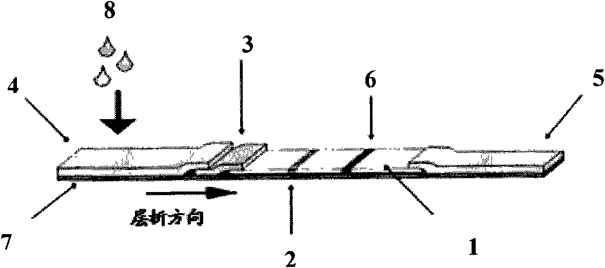 Colloidal gold quick detection test paper of retinal binding protein