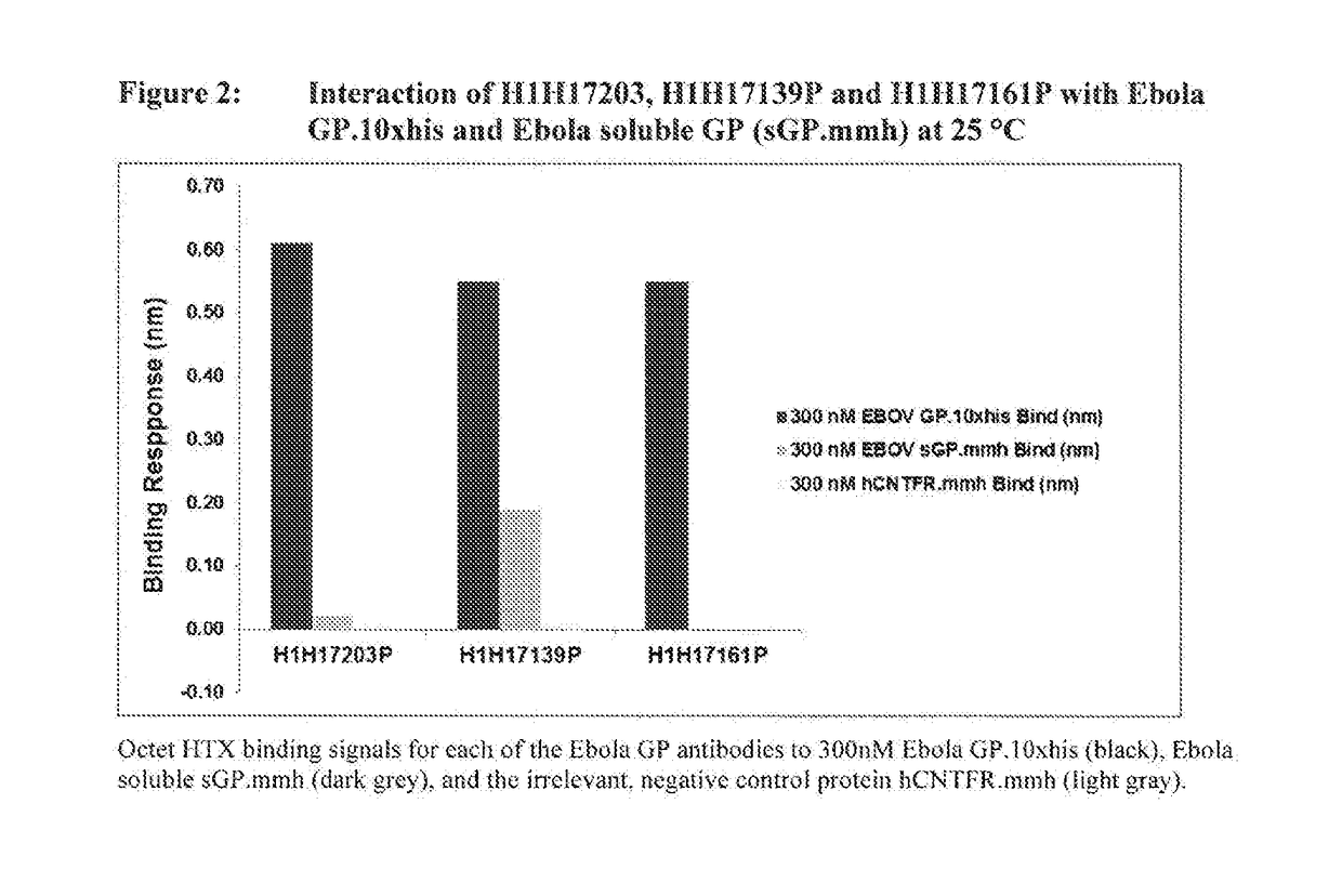 Human antibodies to ebola virus glycoprotein