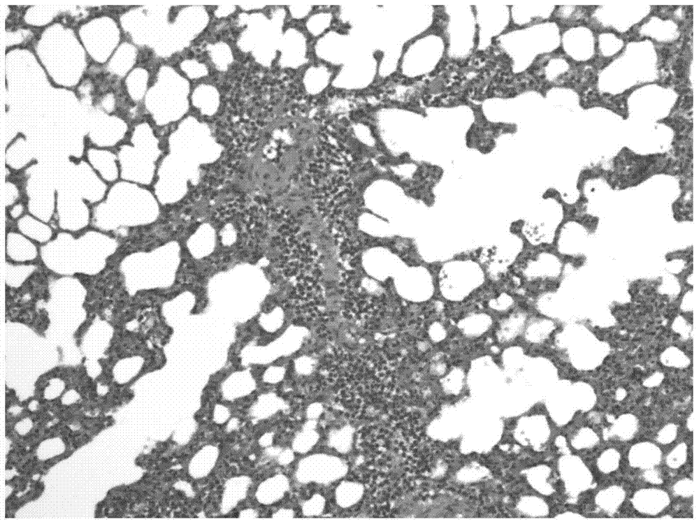 Preparation method of a new animal model of asthma