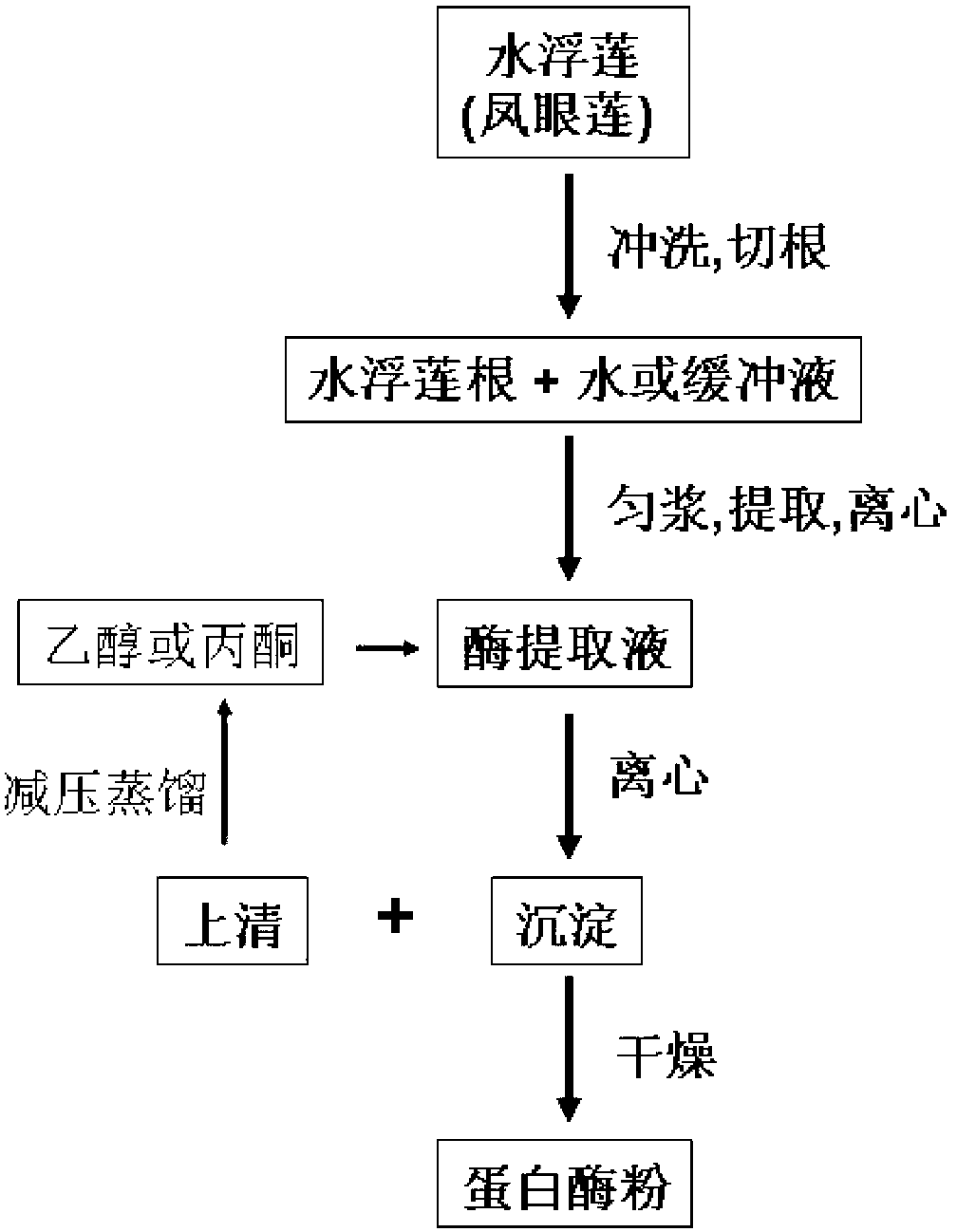 Method for extracting and preparing protease from water lettuce roots