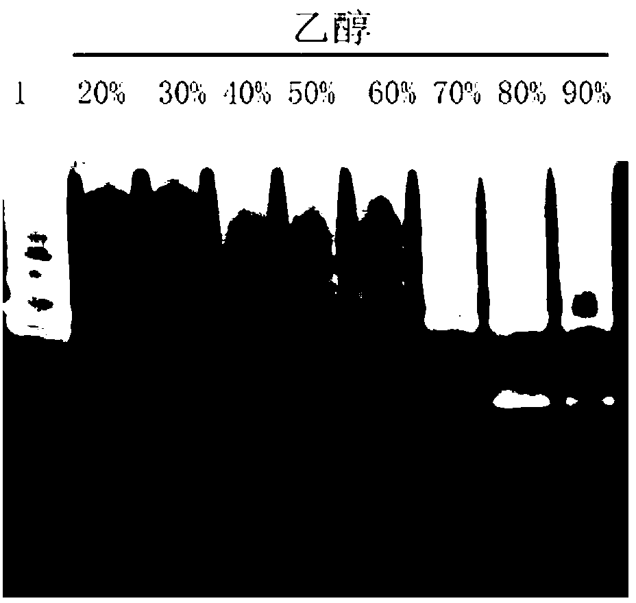 Method for extracting and preparing protease from water lettuce roots