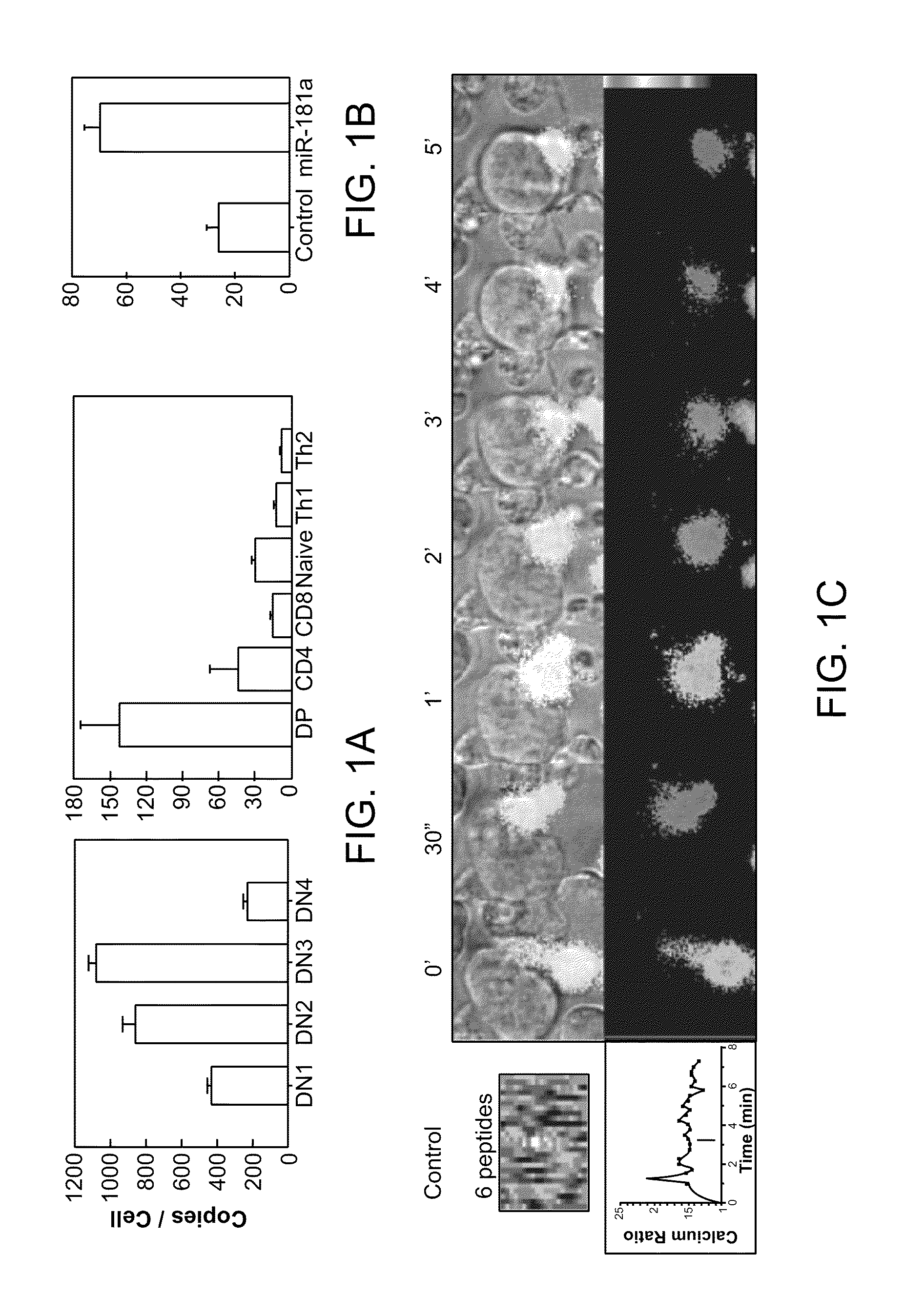 Modulation of T cell signaling threshold and T cell sensitivity to antigens