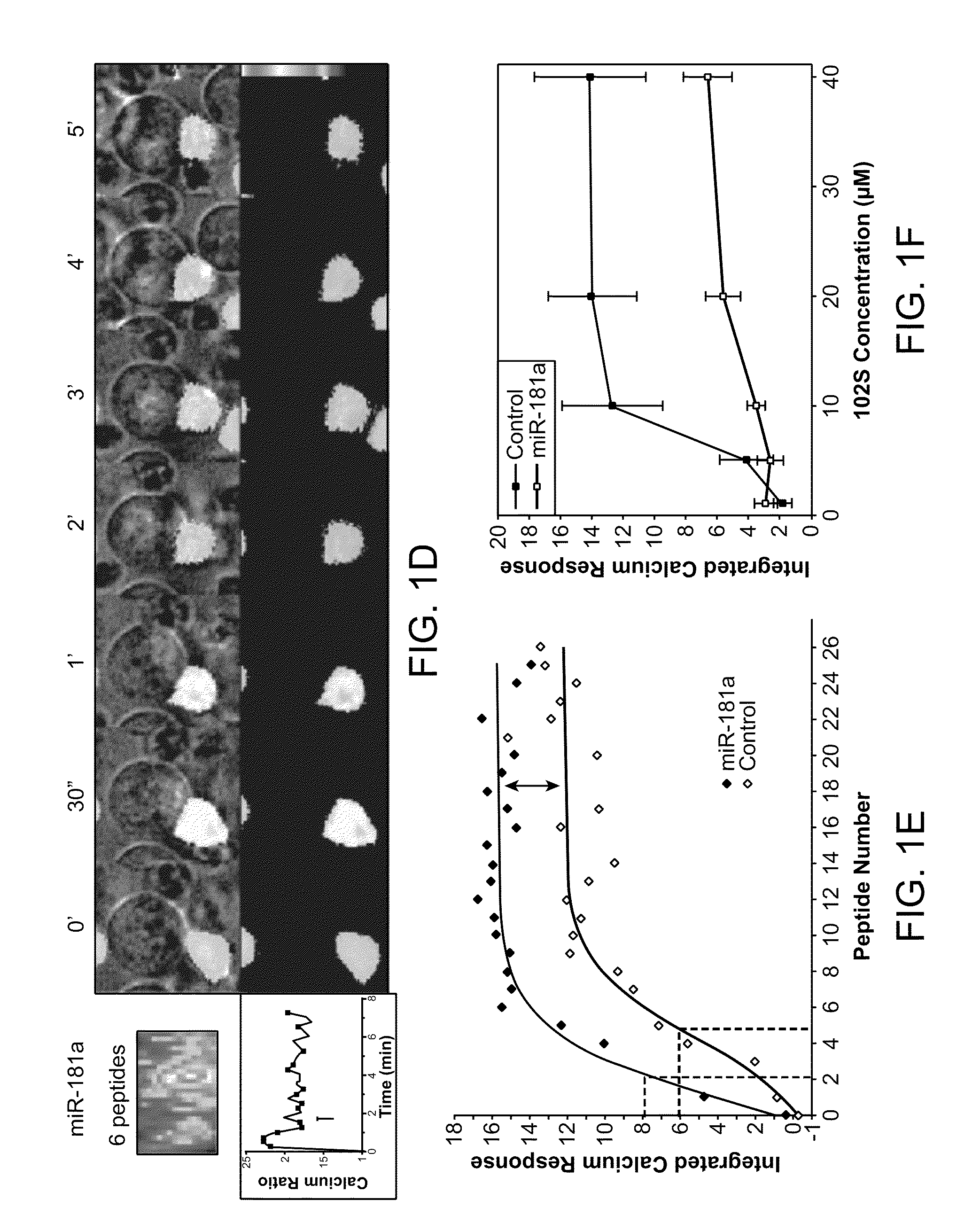 Modulation of T cell signaling threshold and T cell sensitivity to antigens