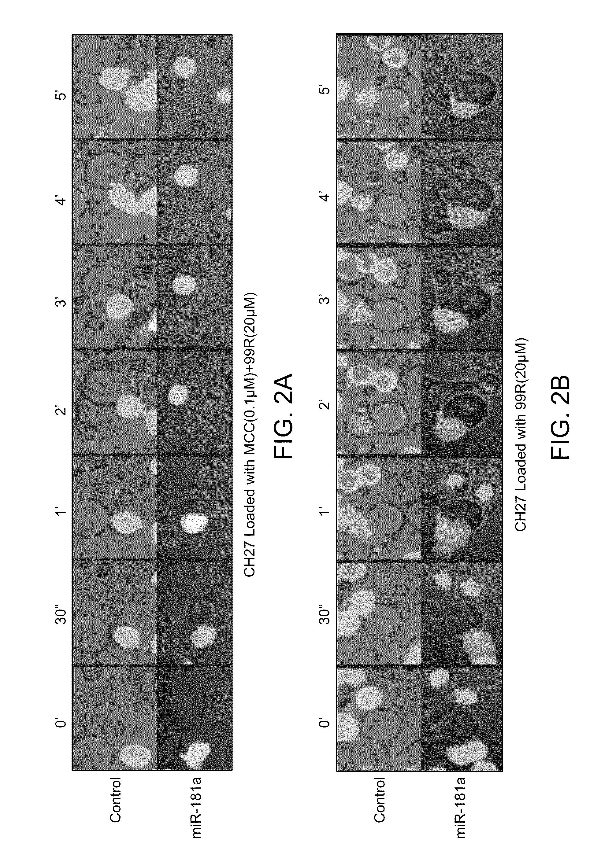 Modulation of T cell signaling threshold and T cell sensitivity to antigens