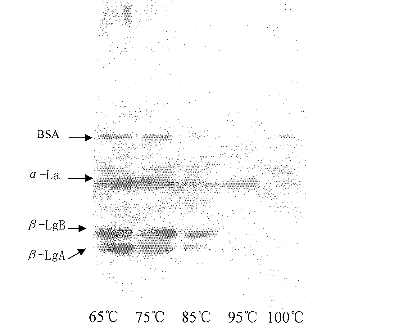 Active gel electrophoresis method for lactalbumin