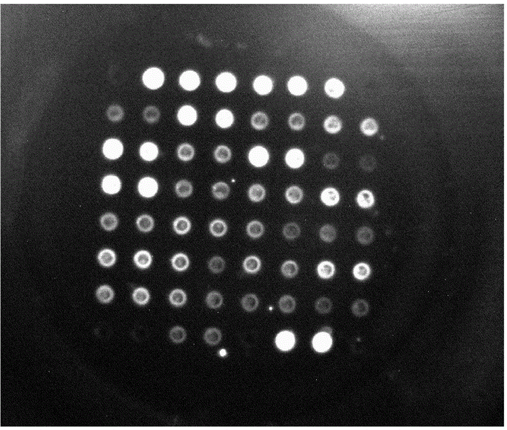 A screening method for trace antibodies in the supernatant stage of hybridoma cells