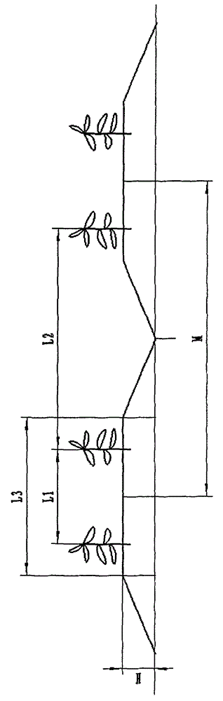 Half-height ridge mulching and self-germination type potato cultivation method