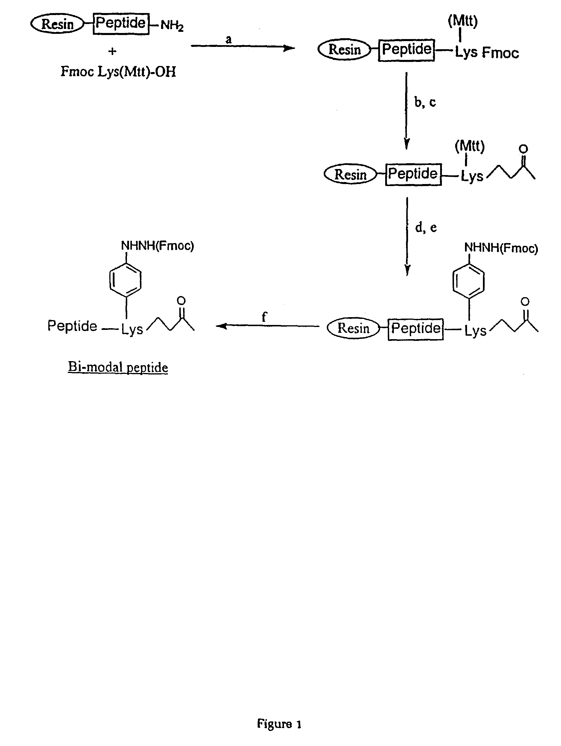 Synthetic peptide constructs for the diagnosis and treatment of periodontitis associated with <i>Porphyromonas gingivalis </i>