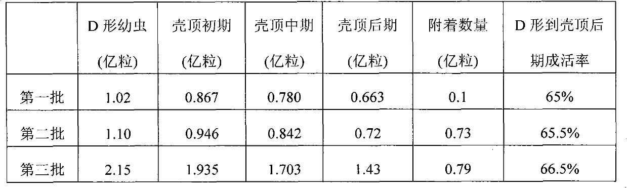 Factory culturing method for clam shells