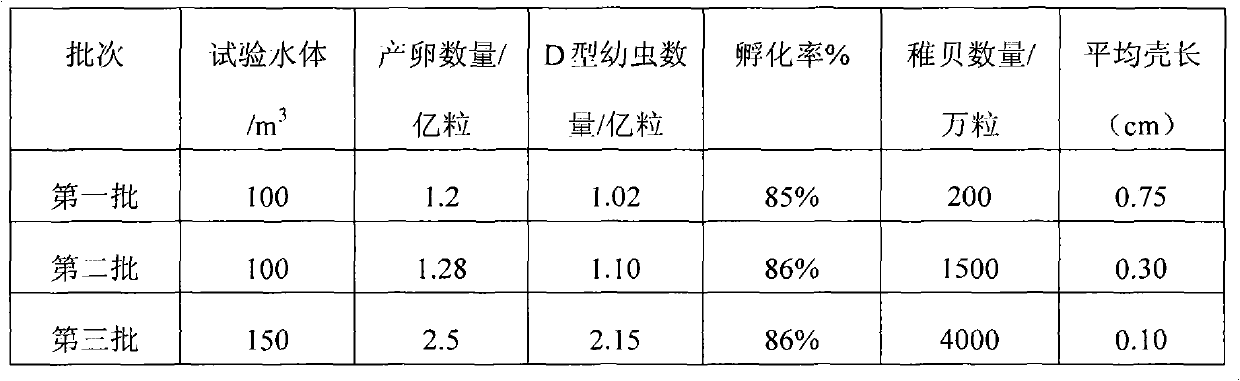 Factory culturing method for clam shells