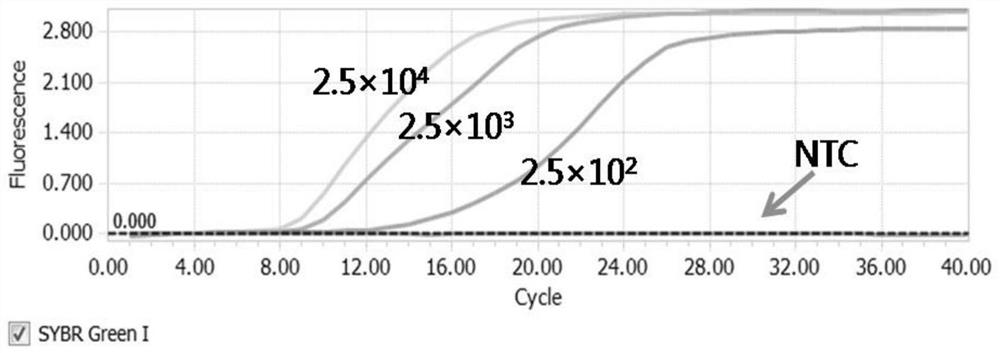 Loop-mediated isothermal amplification method for detection of dengue virus