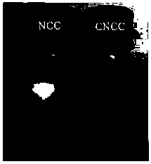 A kind of preparation method of carboxylated nanocrystalline cellulose reinforced calcium phosphate scaffold