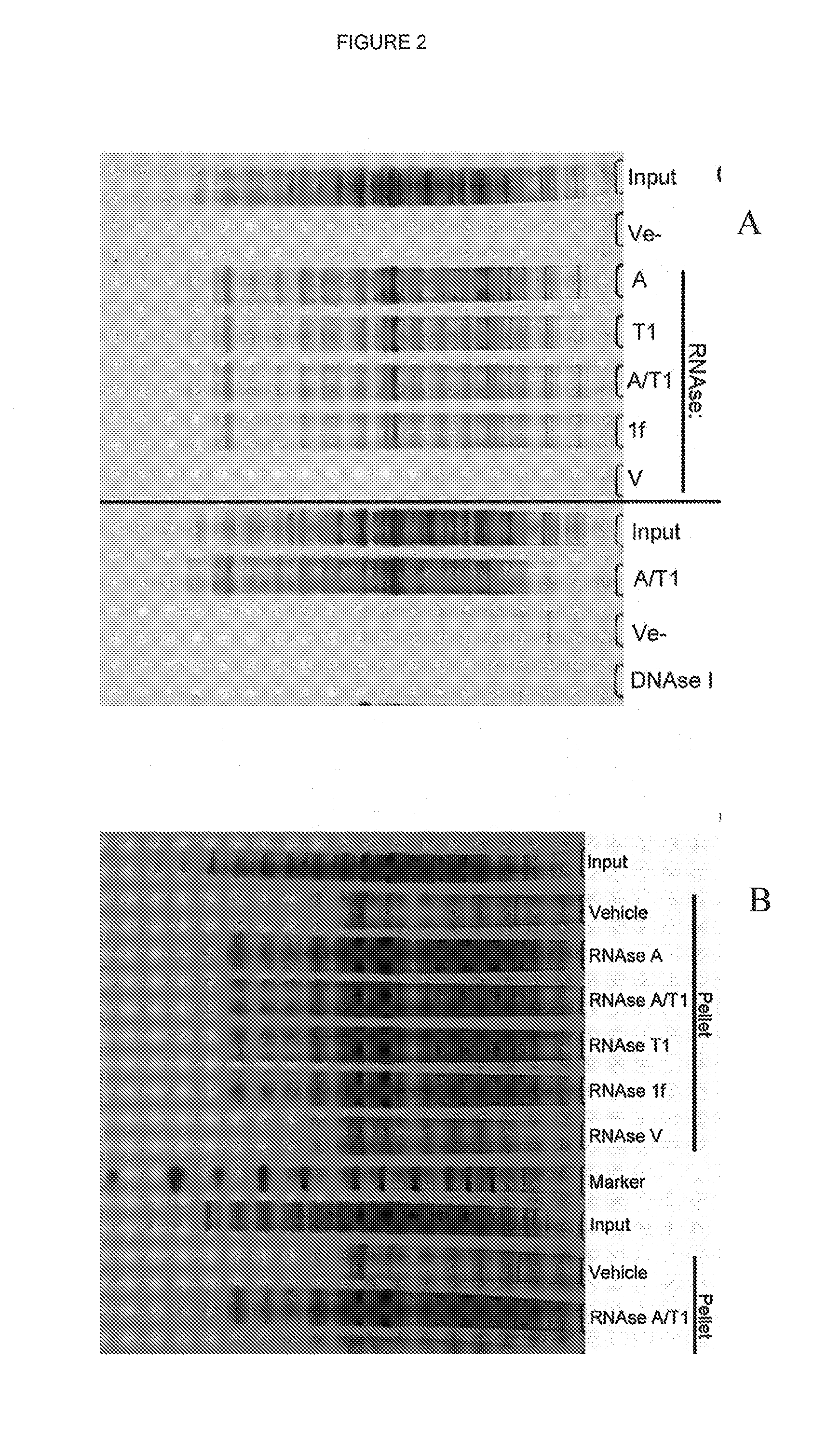 Use of RNA removal to initiate protein aggregation