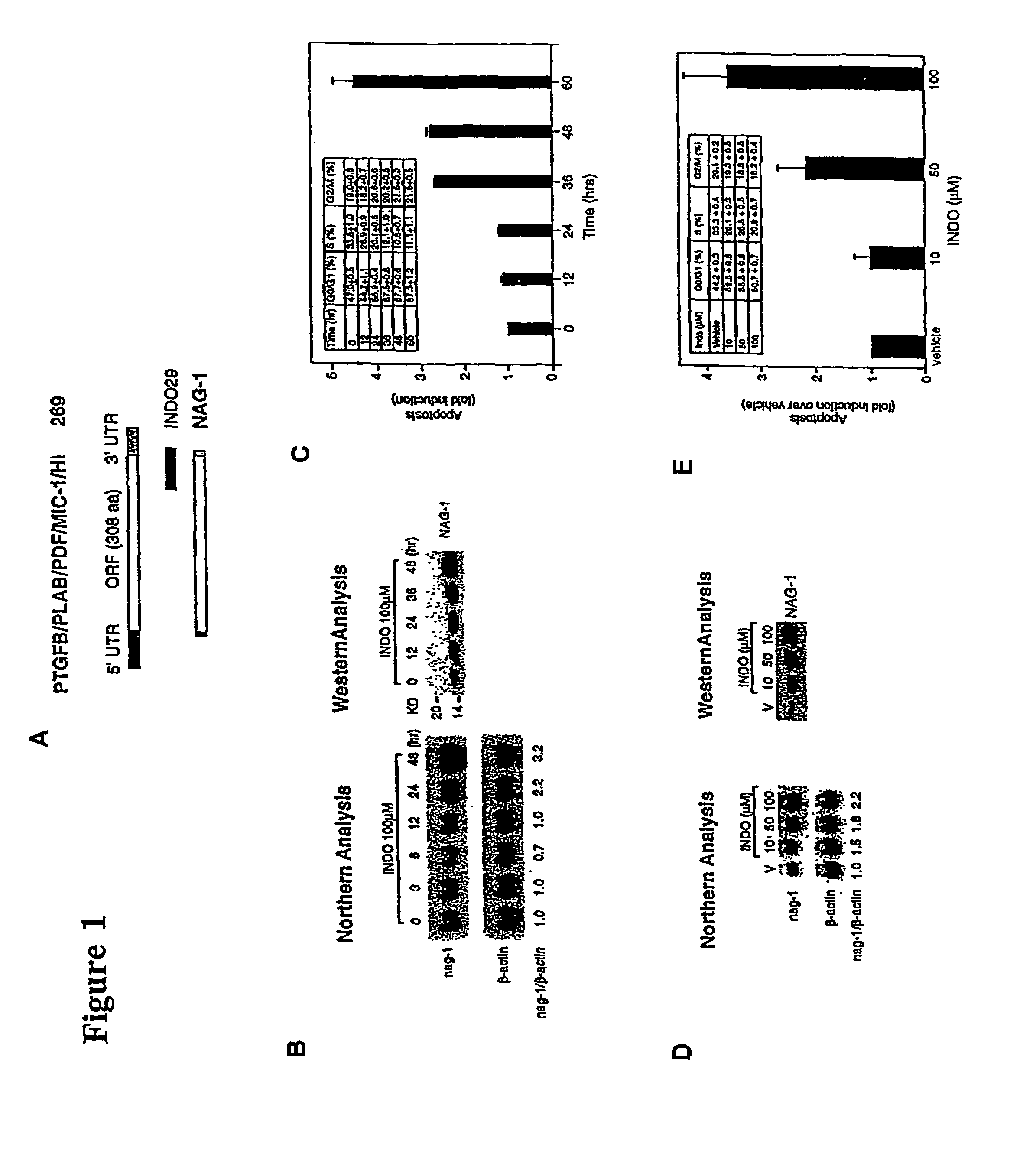 Non-steroidal anti-inflammatory drug activated gene with anti-tumorigenic properties