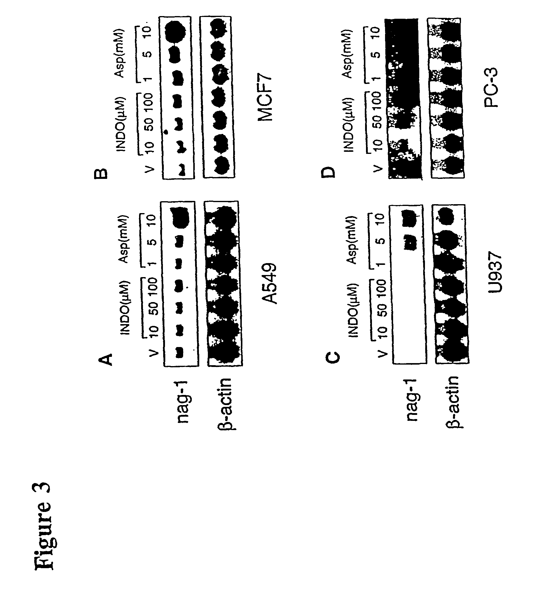 Non-steroidal anti-inflammatory drug activated gene with anti-tumorigenic properties