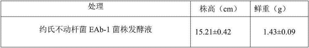 Acinetobacter johnsonii EAb-1 and application thereof