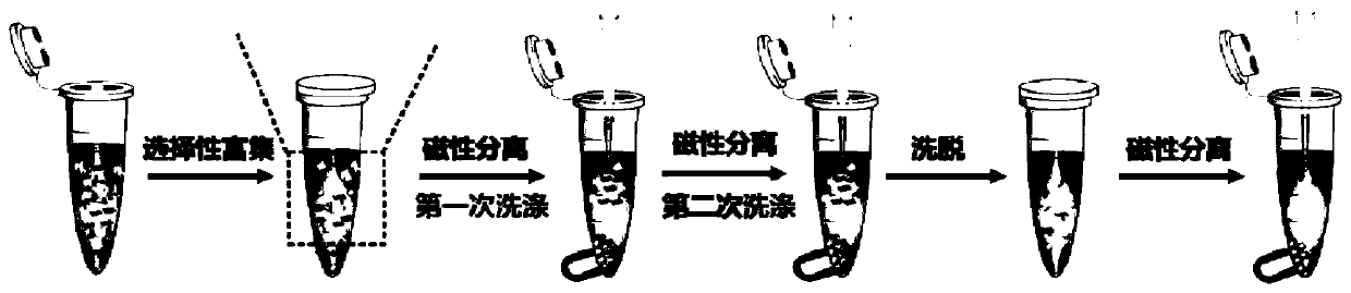 Kit for extracting and enriching free DNAs and extraction method for free DNAs